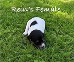 Small Photo #3 Jack Russell Terrier Puppy For Sale in KINGSVILLE, MO, USA