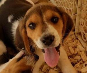 Beagle Puppy for sale in APPOMATTOX, VA, USA
