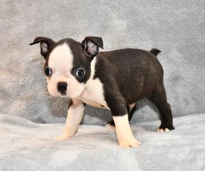 Boston Terrier Puppy for sale in HOMINY, OK, USA