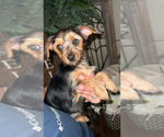 Image preview for Ad Listing. Nickname: Yorkie mix
