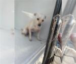 Small Chihuahua