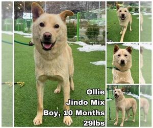 Mutt Dogs for adoption in Seattle, WA, USA