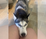 Small #1 Siberian Husky