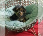 Puppy Puppy 1 Yorkshire Terrier