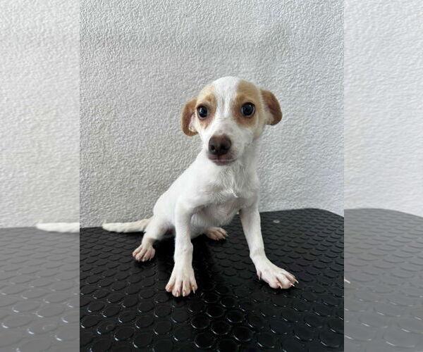 Medium Photo #12 Chihuahua-Unknown Mix Puppy For Sale in Escondido, CA, USA