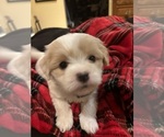 Small #3 Coton de Tulear