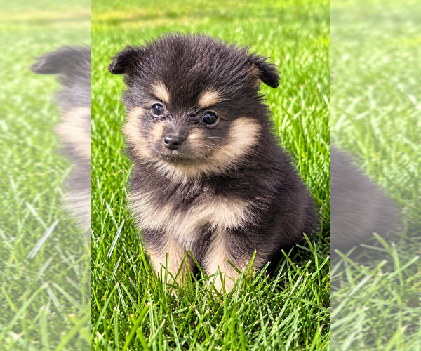 Medium Photo #11 Pomeranian Puppy For Sale in FAIR HAVEN, MI, USA