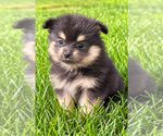 Bailey - Male Pomeranian Puppy for Sale - Photo #11