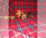 Puppy 1 Yorkshire Terrier