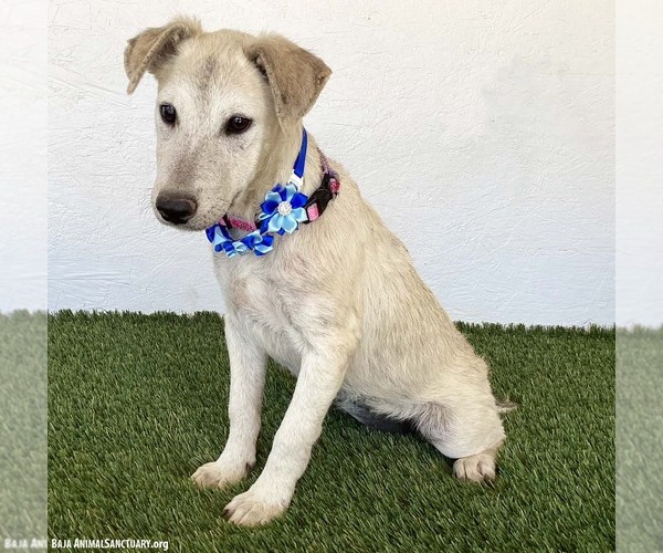 Medium Photo #3 Jack Russell Terrier-Unknown Mix Puppy For Sale in San Diego, CA, USA