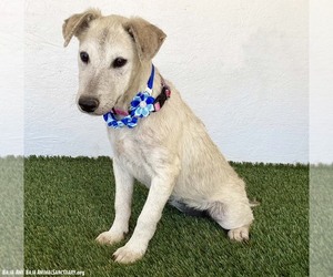 Damaris - Female Jack Russell Terrier-Unknown Mix Dog for Adoption - Photo #3