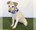 Small #2 Jack Russell Terrier Mix