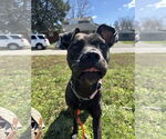 Small #3 American Pit Bull Terrier Mix