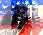 Small Photo #9 Yorkshire Terrier Puppy For Sale in AKRON, OH, USA