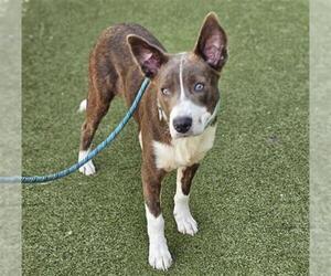 Labrador Retriever Dogs for adoption in Waco, TX, USA