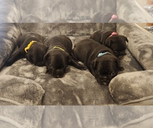 French Bulldog Litter for sale in WICHITA, KS, USA