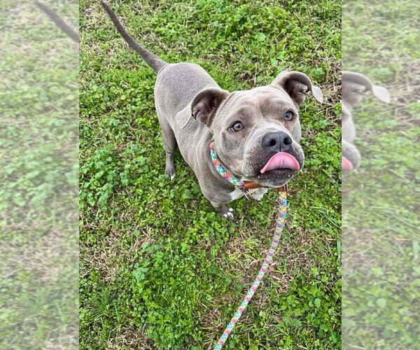 Medium Photo #4 Mutt Puppy For Sale in Abbeville, LA, USA