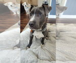 Small Mutt