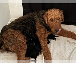Mother of the Airedale Terrier puppies born on 04/20/2022