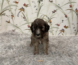 Goldendoodle-Poodle (Standard) Mix Puppy for sale in HILLSBORO, OH, USA