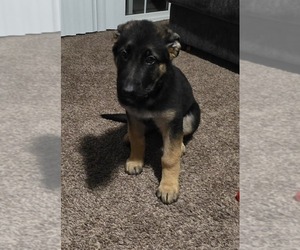 German Shepherd Dog Puppy for sale in NEW HOLSTEIN, WI, USA