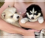 Small Photo #17 Pomsky Puppy For Sale in WINDERMERE, FL, USA