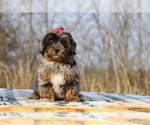 Small #2 ShihPoo