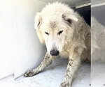 Small Siberian Husky Mix