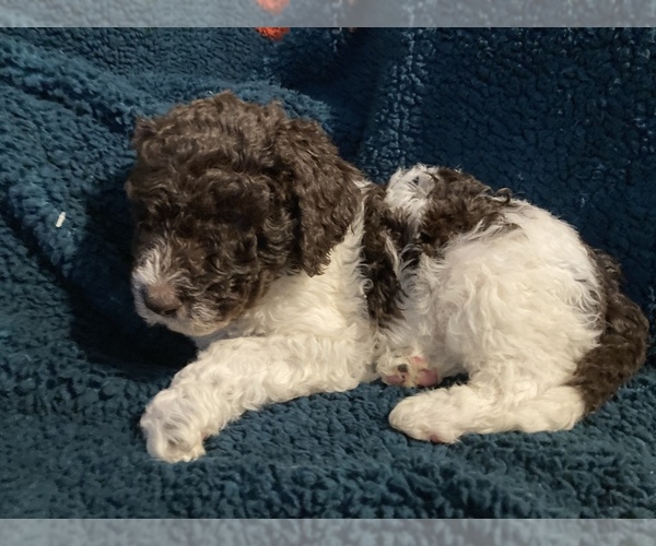 Medium Photo #4 Labradoodle Puppy For Sale in BIGFORK, MT, USA