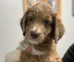 Puppy Chai Aussiedoodle-Australian Shepherd Mix