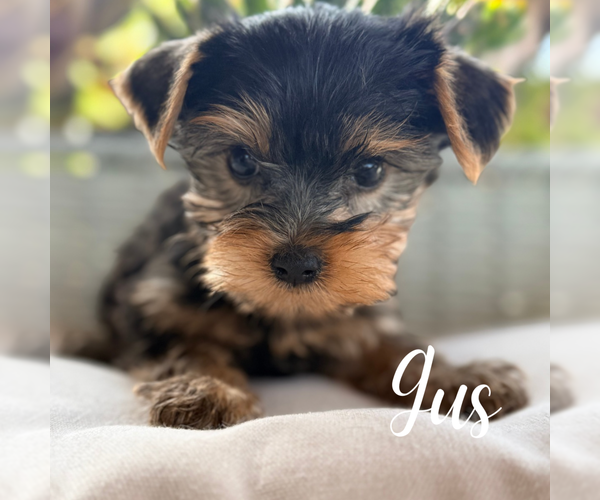 Medium Photo #5 Yorkshire Terrier Puppy For Sale in ADDISON, IL, USA