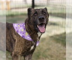 Small German Shepherd Dog Mix