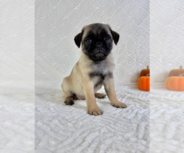 Medium Photo #5 Pug Puppy For Sale in GREENFIELD, IN, USA