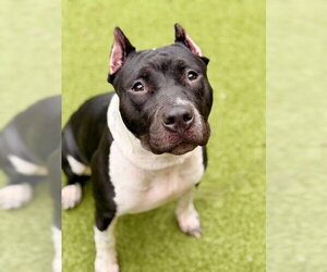 Staffordshire Bull Terrier-Unknown Mix Dogs for adoption in Dedham, MA, USA