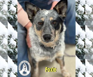 Border Collie-Unknown Mix Dogs for adoption in Red Lodge, MT, USA