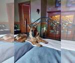 Small Photo #1 German Shepherd Dog Puppy For Sale in LA FAYETTE, NY, USA