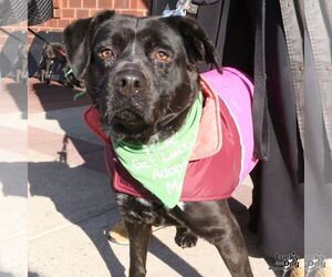 Labrador Retriever-Unknown Mix Dogs for adoption in Washington, DC, USA