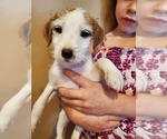 Small Photo #10 Jack Russell Terrier Puppy For Sale in IDAHO FALLS, ID, USA