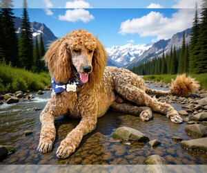 Father of the Goldendoodle (Miniature) puppies born on 06/26/2026