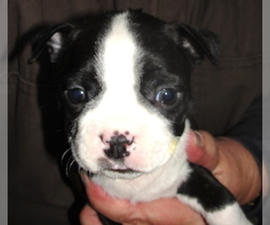 Boston Terrier Puppy for sale in CRKD RVR RNCH, OR, USA
