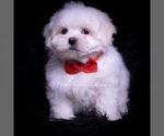 Puppy Zippy Maltese