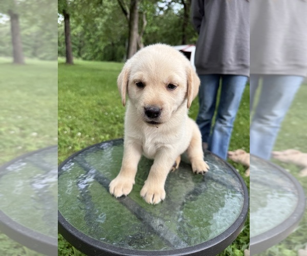 Medium Photo #14 Labrador Retriever Puppy For Sale in ROGERSVILLE, MO, USA