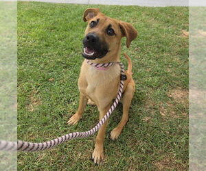 Black Mouth Cur-Unknown Mix Dogs for adoption in Long Beach, CA, USA