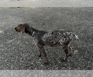 Mother of the German Shorthaired Pointer puppies born on 07/02/2025