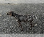 Small Photo #1 German Shorthaired Pointer Puppy For Sale in SANBORN, NY, USA