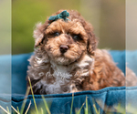 Small #1 Poodle (Miniature)