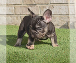 Small Photo #3 French Bulldog Puppy For Sale in BAYTOWN, TX, USA