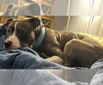 Small #12 American Bulldog Mix