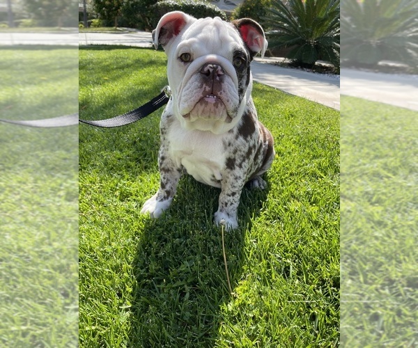 Medium Photo #1 English Bulldog Puppy For Sale in FONTANA, CA, USA