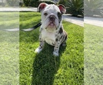 Small Photo #1 English Bulldog Puppy For Sale in FONTANA, CA, USA